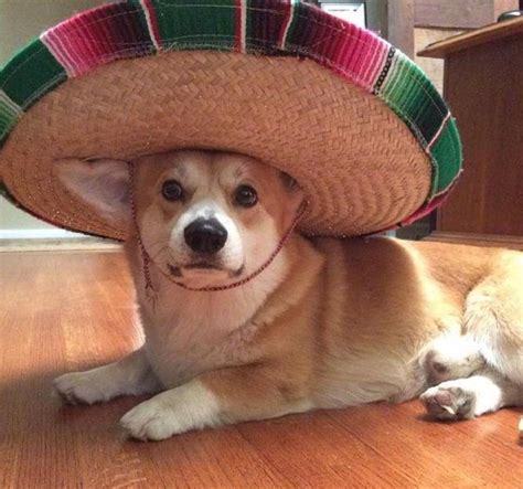 dog wearing a hat meme.